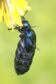 Insekten Nabu Karlsbad Waldbronns Jimdo Page