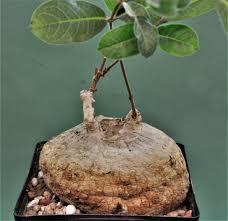 Image result for Raphionacme madiensis