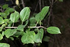 Image result for Rhamnaceae