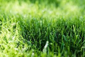 Mike's handyman service, invisible fence of central florida, fence 4 all llc, noble home repairs and services, gator tree woodsman fencing. Mole Crickets The Burrowing Pest Threatening Your Lawn