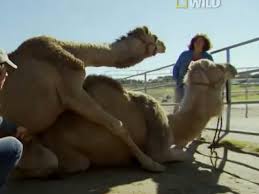 A camel tried to mount the sphinx Camel Sex At Oasis Camel Dairy Explained On Jobs That Bite Airing Nov 16 On Natgeo Wild Video Huffpost