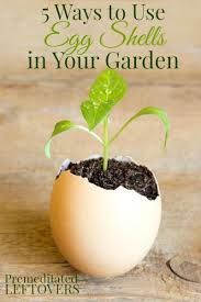 Maybe you would like to learn more about one of these? 5 Ways To Use Egg Shells In Your Garden Egg Shells In Garden Egg Shells Plants