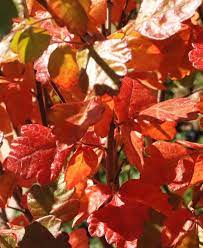 I'm guessing ipomea, probably i. Tri Lobed Sumac Rhus Trilobata Native Plants Plants Sumac