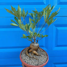 Image result for Cussonia