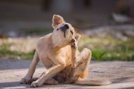 The more blood they ingest the lighter in color they may appear. How Can I Tell If My Cat Or Dog Has Fleas Vets In San Jose