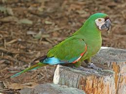 Bird Aviary For Sale Durban Pin On Chestnut Fronted Macaw