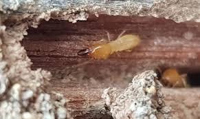 (+65) 6699 3616 / 6459 0605 ext. Brendale Total Termite Pest Control