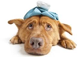 How To Tell If My Dog Has A Fever Pets Care