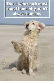 27 Beautiful Dog Quotes Some Touching Some Poignant Some Funny Dog Quotes Cute Animal Quotes Dogs