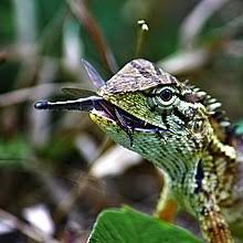 The information on this website is of a general nature and available for educational purposes only and should not be construed as a substitute for advice. Oriental Garden Lizard Wikipedia