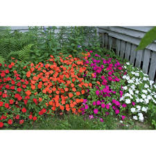 Image result for Impatiens purpureoviolacea