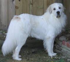 Black And White Great Pyrenees Dog Right Profile A White With Tan Great Pyrenees Is Standing In Dirt And There Is A Wooden Fence Behind It And Great Pyrenees Dog Great Pyrenees Top Dog Breeds