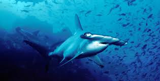 Good availability and great rates. Why Hammerhead Sharks Have A Wide Nose Inside Science