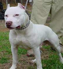 Red Nose Pitbull Red Irish Red Nose Pitbull Dog Pitbulls Pitbull Terrier Be firm in your instructions, because if you are too lenient you will end up scaring the dog off.