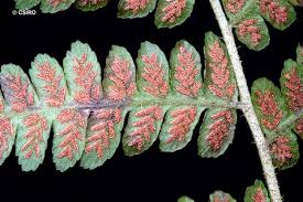 Image result for Deparia