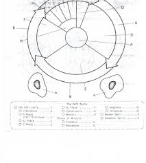 Cell cycle and mitosis coloring worksheet answer key. Mitosis Matching Worksheet Answers Cell Cycle Drawing Worksheet At Getdrawings Cell Cycle Color Worksheets Kids Worksheets Printables