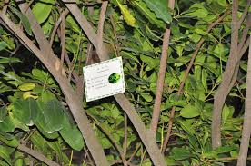 Image result for Brexia