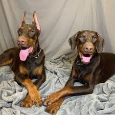 Also akc toy poodle puppies portland, oregon 97223. Doberman Dobermanpinscher Dog Dogsofinstagram Dogs Dobie Dobermansofinstagram Dobermanpride Dobermann K Doberman In 2020 Dogs Puppy Barking Dogs And Puppies