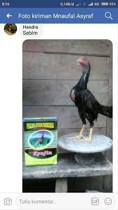 Kyojin pakan ayam raksasa, pati, jawa tengah, indonesia. Manfaat Pakan Ayam Kyojin Tentang Kolam Kandang Ternak