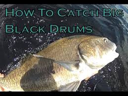 Maybe you would like to learn more about one of these? Black Drum Fish Fishing Tips How To Catch Pogonias Cromis