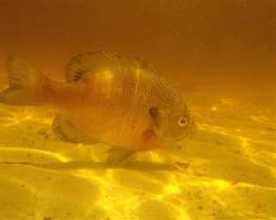 Bluegill
