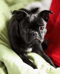Finding and purchasing french bulldog boston terrier mix puppies. 13 French Bulldog Mixes Fantastic Frenchies