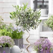Without pollination, plants cannot produce seeds. Olive Tree Twisted Stem Large 21cm 80cm Dobies