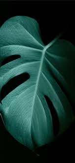 1024x768 dark green wallpaper (45+) desktop backgrounds> download. Green Leaf In Dark Surface Iphone X Wallpapers Free Download