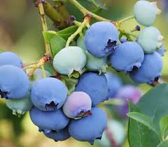 Also how do i clone blueberry bushes? Blueberry Seedlings Sunshine Seedling Services Pietermaritzburg