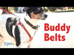 Videos Buddy Belts