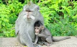 Image result for quel est le feminin du singe