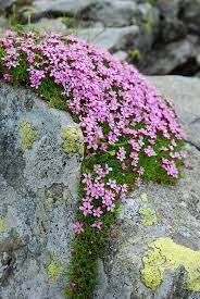 Moss Campion Silene Acaulis Family Caryophyllaceae Rock Garden Plants Rock Garden Rock Flowers