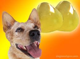 Secondly, it's a great fruit to aid with hydration because it mostly consists of water. Can Dogs Eat Pomelo Dog Leash Pro