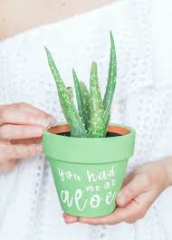 What a fabulous idea collecting one from. You Had Me At Aloe Diy Succulent Planter Diary Of A Debutante