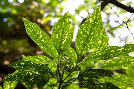 Image result for Aucuba