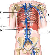 The blood vessels are the components of the circulatory system that transport blood throughout the human body. The Cardiovascular System Blood Vessels And Hemodynamics Flashcards Easy Notecards
