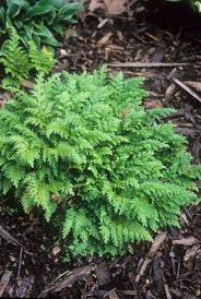 Image result for Selaginella kivuensis