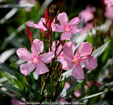 Nerium oleander 'petite pink' or dwarf oleander pink produces soft pink flowers and is easy to grow, so they are a favorite for use in a flower garden or as an informal flowering hedge. Oleander Home Garden Information Center
