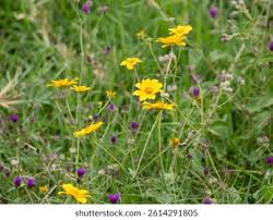 Image result for Aspilia