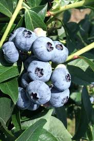 Northern Highbush Blueberry Cross Pollination Chart Fruits