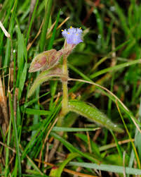 Image result for Cyanotis foecunda