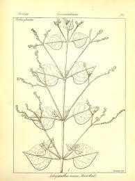 Image result for Psilotrichum sericeum