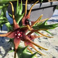 Image result for Salacia rhodesiaca