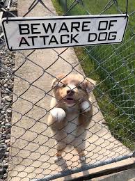 Fuzzy faces, warm paws, and tongues sticking out, here are some dangerous dogs (and cats) behind their danger signs. 30 Dangerous Dogs Behind Beware Of Dog Signs Bored Panda