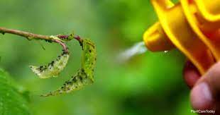 Maybe you would like to learn more about one of these? Is Killing Aphids With Soapy Water Safe And Effective