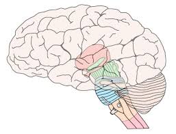 From d45jl3w9libvn.cloudfront.net in the human brain the brainstem is composed of the midbrain, the pons, and the medulla oblongata. Know Your Brain Brainstem Neuroscientifically Challenged