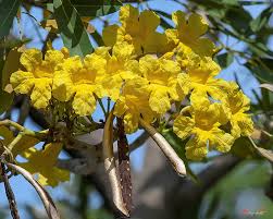 Image result for Handroanthus chrysotrichus