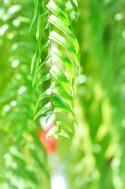 Image result for Lomariopsidaceae