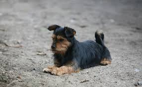 Sus padres son buena gente y a veces me invitan a cenar a su casa. Le Tenia Chez Le Chien Symptomes Cause Traitement Et Prevention