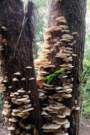 The short answer is it depends. Feasting On Fungi New Zealand Geographic